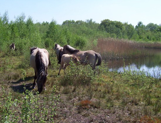 Wilde paarden in het bos.